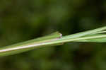 Cypress panicgrass